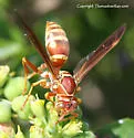 Polistes bellicosus - photo 2