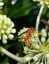 Polistes bellicosus - photo 3