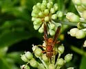 Polistes bellicosus - photo 4