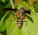 Polistes bellicosus - photo 5