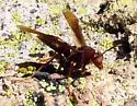 Neotropical Red Paper Wasp