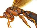 Neotropical Red Paper Wasp - photo 2