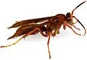 Neotropical Red Paper Wasp - photo 4