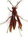Neotropical Red Paper Wasp - photo 5