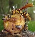 Executioner Paper Wasp