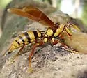 Executioner Paper Wasp - photo 2