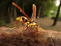 Executioner Paper Wasp - photo 3