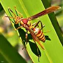 Executioner Paper Wasp - photo 4