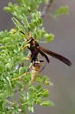 Comanche Paper Wasp