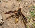 Comanche Paper Wasp - photo 2
