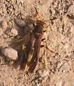Comanche Paper Wasp - photo 3