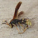 Comanche Paper Wasp - photo 4