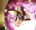 Comanche Paper Wasp - photo 5