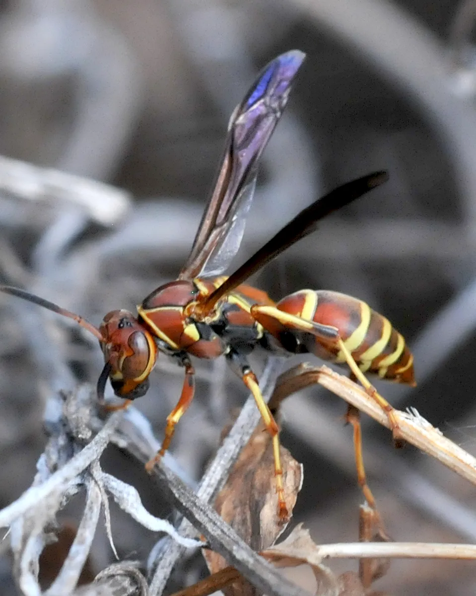 Hunter's Little Paper Wasp - photo 3