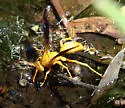 Yellow Paper Wasp