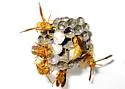 Yellow Paper Wasp - photo 2
