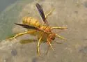 Yellow Paper Wasp - photo 3