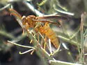 Yellow Paper Wasp - photo 4