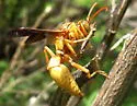 Yellow Paper Wasp - photo 5
