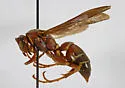 Hairy-horned Paper Wasp - Polistes hirsuticornis