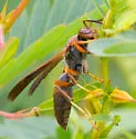 Hairy-horned Paper Wasp - photo 2