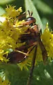 Hairy-horned Paper Wasp - photo 3
