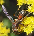Hairy-horned Paper Wasp - photo 4