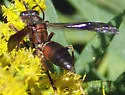 Hairy-horned Paper Wasp - photo 5