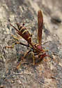 Unstable Paper Wasp