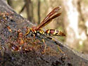 Unstable Paper Wasp - photo 2