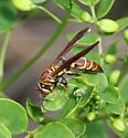 Unstable Paper Wasp - photo 3