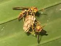 Unstable Paper Wasp - photo 4