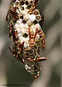 Unstable Paper Wasp - photo 5