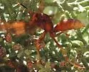 Kaibab Paper Wasp - photo 2