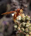 Kaibab Paper Wasp - photo 3