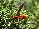 Kaibab Paper Wasp - photo 4