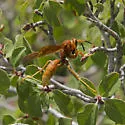 Kaibab Paper Wasp - photo 5