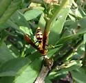 Horse Paper Wasp