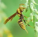 Horse Paper Wasp - photo 2