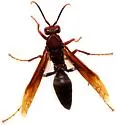 Horse Paper Wasp - photo 3