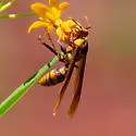 Horse Paper Wasp - photo 4