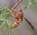 Palm Paper Wasp - photo 2