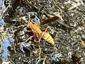 Palm Paper Wasp - photo 3