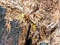 Palm Paper Wasp - photo 4