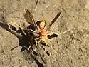 Palm Paper Wasp - photo 5