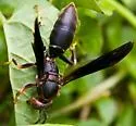 Parametric Paper Wasp - photo 2