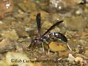 Parametric Paper Wasp - photo 4