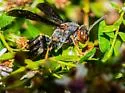 Parametric Paper Wasp - photo 5