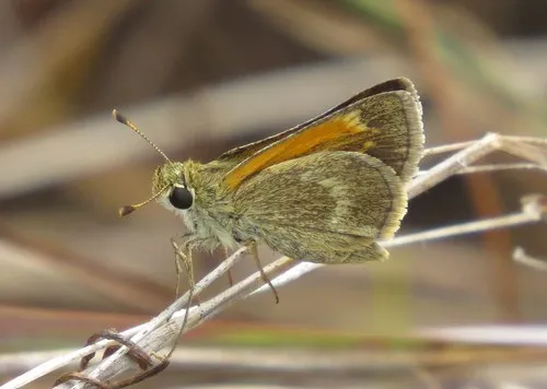 Baracoa Skipper - Hodges#4040