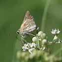 Carus Skipper - Hodges#4015